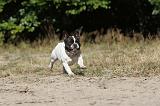 BOULEDOGUE FRANCAIS 146